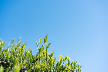Naklejka premium 茶畑 青空