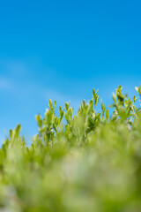 Naklejka premium 茶畑 青空