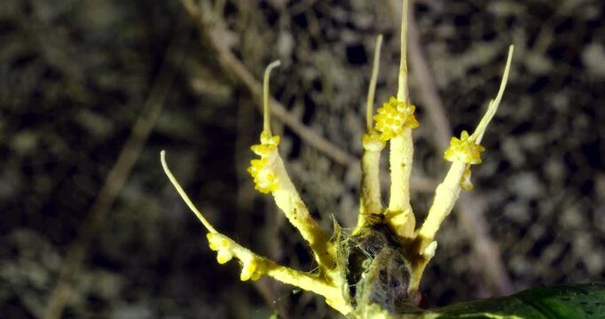A Cordyceps fungus growing on a dead moth. filament like strings of ascospores are being released from the ascocarps, ready to infect the next victim. Napo province, Ecuador