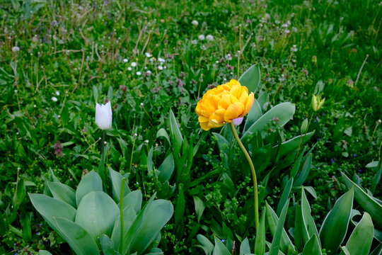 Yellow Tulip &lsquo;Double Late Pomponette&rsquo; close-up in bloom