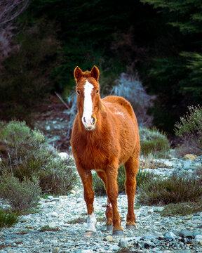 caballo intimidante 