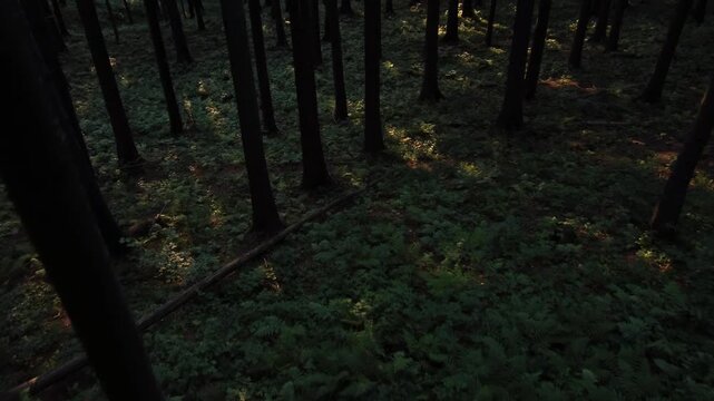 Low Aerial Flight Between Dark Pine Tree Trunks with Sun Beams on Forest Floor