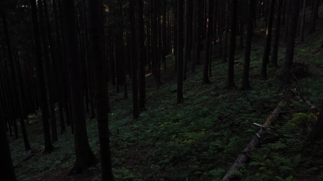 Low Aerial Flight Between Dark Pine Tree Trunks with Sun Beams on Forest Floor