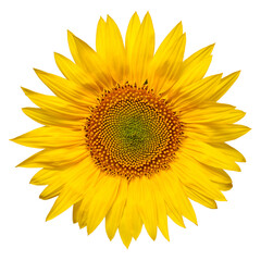 Fototapeta premium Sunflower head isolated on white background. Sun symbol. Flowers yellow, agriculture. Seeds and oil. Flat lay, top view. Bio. Eco. Creative