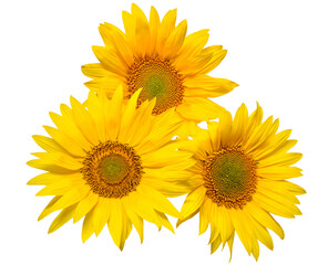 Naklejka premium Flower bouquet with three sunflowers isolated on white background. The seeds and oil. Floral arrangement. Picturesque and conceptual scene. Flat lay, top view