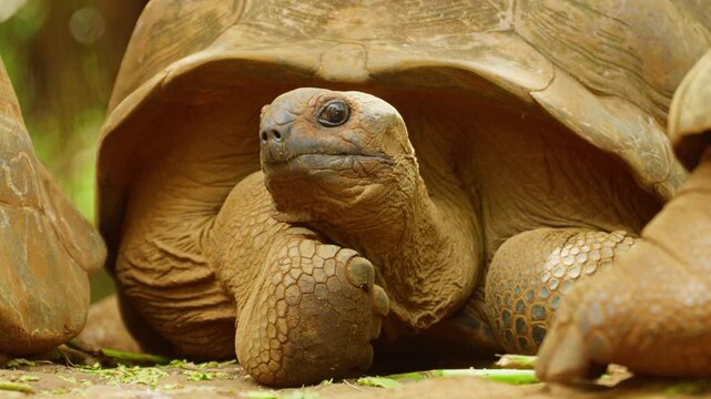 Giant tortoises, an endangered species. Mauritius island