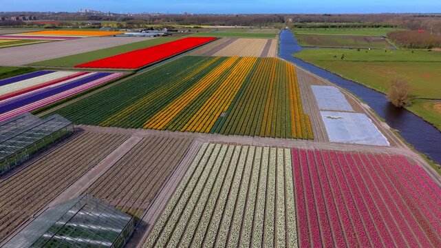 Aerial view of vibrant tulip fields in the Netherlands during spring. Colorful rows of blooming flowers create a geometric pattern near a canal and greenhouses under a clear blue sky.