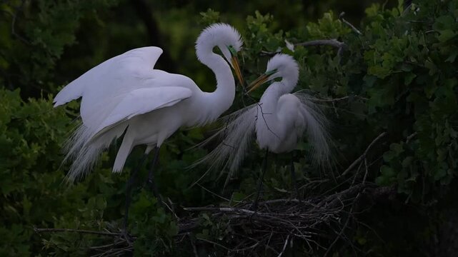 An egret flying in to the nest with branch and couple of Egret couple showing love in their nest building nest