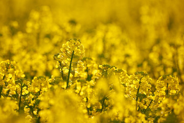 Obraz premium Rapeseed field close-up flowers (Brassica napus)