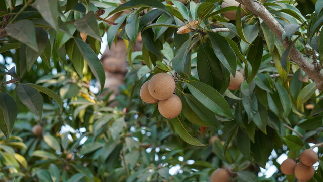 Freshly Growing Brown Sapodilla Fruits in a Healthy Botanical Garden
