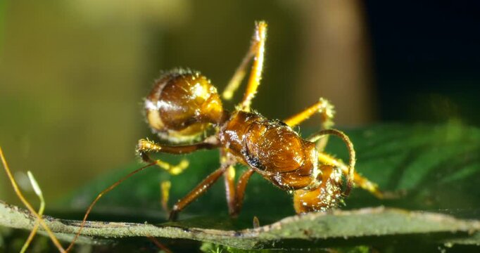 A dead ant. It was infected by a cordyceps fungus which has not started to grow. The ant died in a high position in the forest understory optimum for spore dispersal, Napo province, Ecuador