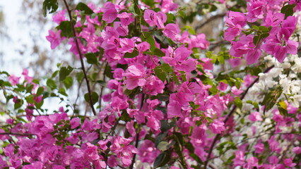 Obraz premium Vibrant Pink Bougainvillea Flowers in Full Bloom Against Bright Summer Sky. Lush Floral Background of Hot Pink Bougainvillea Spectabilis in Sunny Garden.
