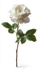 Obraz premium A white rose blossom stem flower