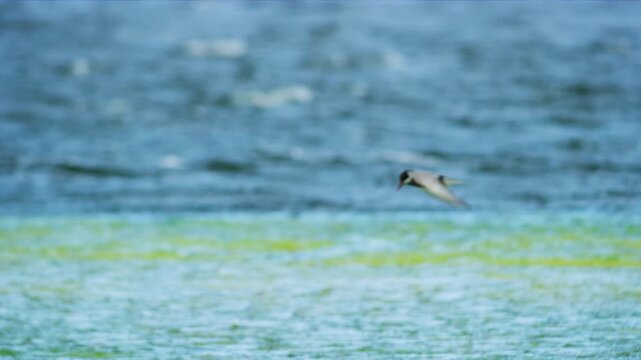 A Whiskered Tern (Chlidonias hybrida) foraging in a pond.