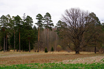 A rural landscape with a large, bare, deciduous oak tree standing in a field near a dense forest edge, composed primarily of tall pine trees. The tall trees with straight trunks and greenish crowns ar © Anatoliy