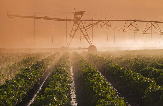 a center pivot irrigation system irrigates potatoes