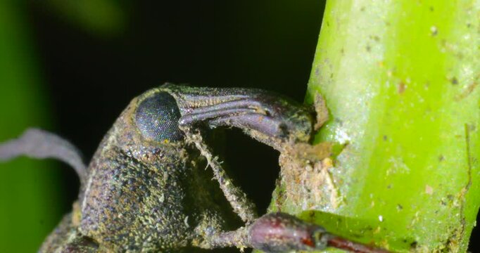Close up of the head of a dead weevil infected with a Cordyceps fungus (Ophiocordyceps curculionum), Napo province, the Ecuadorian Amazon. 
