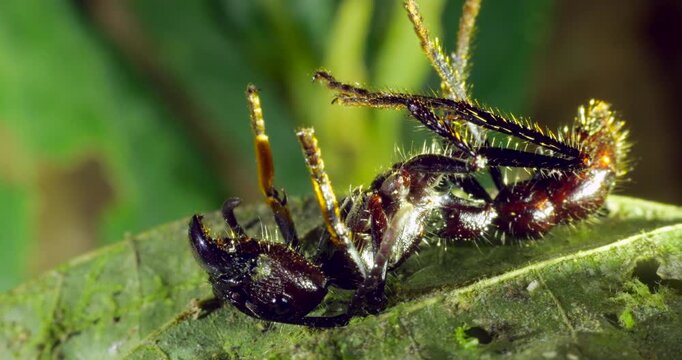 A dead Bullet Ant, (Paraponera clavata), probably  recently infected by a Cordyceps fungus. In Napo province, Ecuador. 