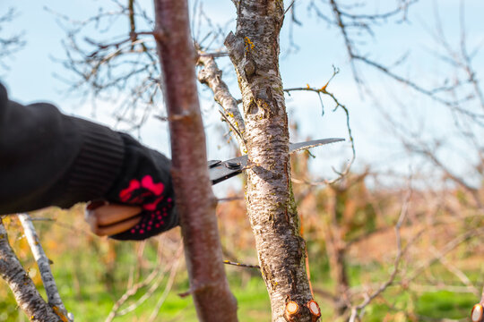 Close-up of hands in black gloves cutting a tree branch with a pruning saw. Garden maintenance, tree trimming, outdoor work, agriculture.