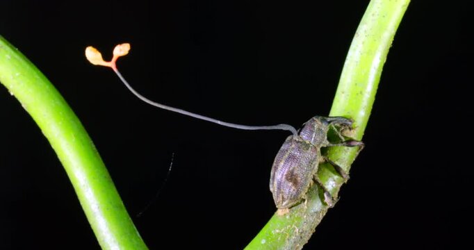 Cordyceps fungus (Ophiocordyceps curculionum) infecting a weevil. A fruiting body is growing out of the beetle which will produce spores to infect more insects. Napo province, the Ecuadorian Amazon.
