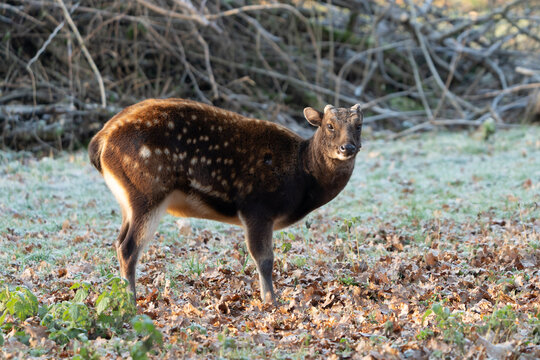 Prince Albert deer