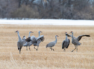 Obraz premium Sandhill cranes in a field