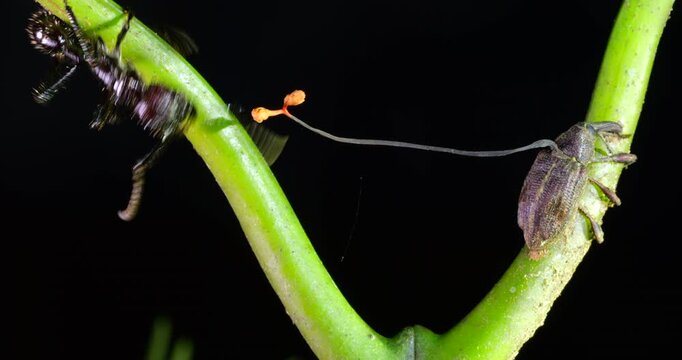 Cordyceps fungus (Ophiocordyceps curculionum) infecting a weevil. A bullet ant (Paraponera clavata) walks by and risks being infected.. Napo province, the Ecuadorian Amazon. 
