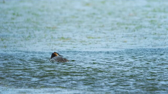 The great crested grebe (Podiceps cristatus) is a member of the grebe family of water birds.