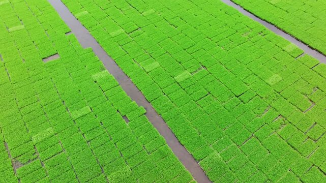 Aerial view of neatly arranged rice paddies with intersecting irrigation channels and vibrant green vegetation