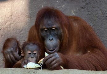 Sumatran orangutan © Hana