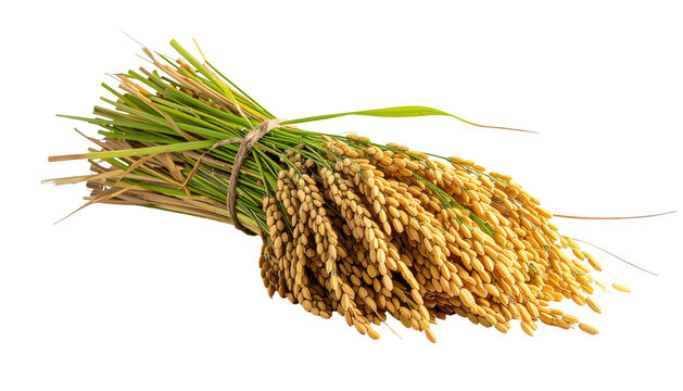 Sheaf of golden rice ears tied with twine, isolated on a dark background