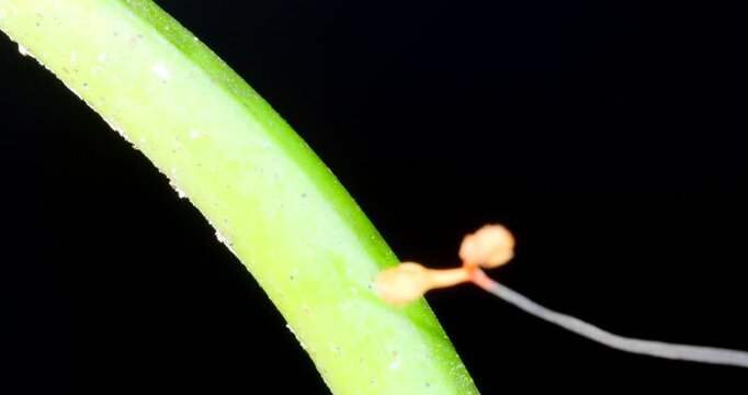 Close up of a Bullet Ant, (Paraponera clavata). In Napo province, Ecuador. There is a fruiting body of a cordyceps fungus in the frame, the ant risks being infected by a spore