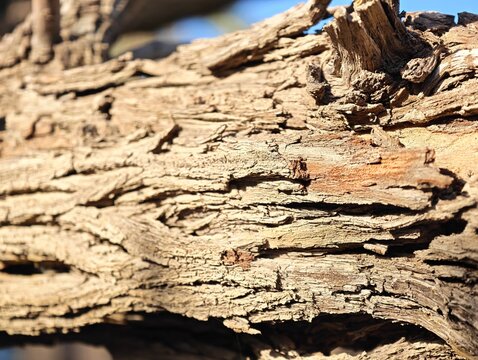Detailed texture of Sidr tree bark in a sunny garden