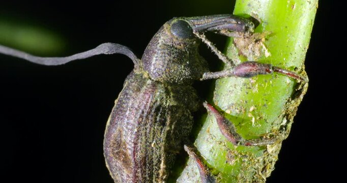 Close up of a dead weevil infected with a Cordyceps fungus (Ophiocordyceps curculionum), Napo province, the Ecuadorian Amazon. 
