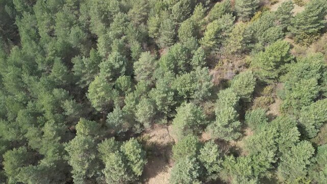 G&oacute;ra Stokowa - Kielce - Polska - rezerwat przyrody w g&oacute;rach Świętokrzyskich. Skały idealne na naukę wspinaczki. Film nagrany dronem, ujęcia kinowe, skały, las.