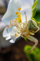 L'araignée qui aimait tant sa fleur © Ophélie D.