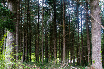 Une colonie d'arbre © Ophélie D.