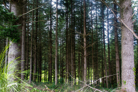 Une colonie d'arbre
