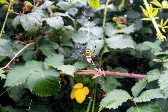 Araign&eacute;e tissant sa toile