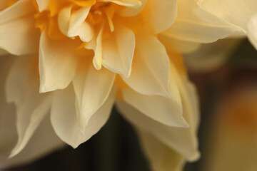 Obraz premium Smoke Close-up selective soft focus cream beige white, yellow Narcissus Flower bud, Petals. Natural art blur macro bbackground.
