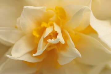 Obraz premium Smoke Close-up selective soft focus cream beige white, yellow Narcissus Flower bud, Petals. Natural art blur macro bbackground.
