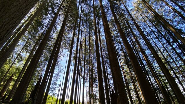 Vancouver Grouse Mountain forest - widescreen