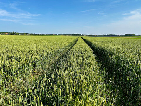 Tractor tracks through a green grain field under blue sky. For agriculture, farm advertising, nature background, editorial, environment, banner, website, calendar, magazine, presentation.