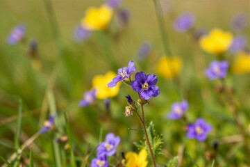Fototapeta premium Purple wildflowers blooming among grasses in meadow
