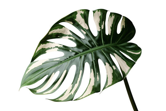 Variegated monstera deliciosa oueriana leaf displaying unique white and green patterns, isolated with transparent background