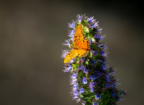 Gulf fritillary butterfly on purple flower at the UCR botanic gardens