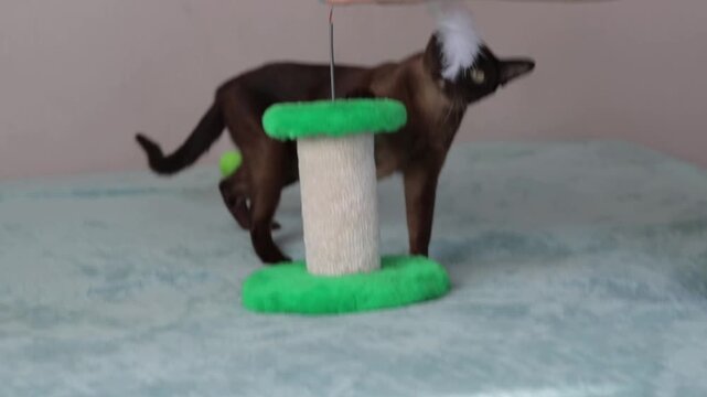 A domestic Burmese cat is playing with a toy. The domestic life of cats. Playful animals. Video