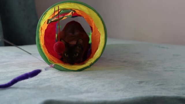 A domestic Burmese cat is playing with a toy. The domestic life of cats. Playful animals. Video