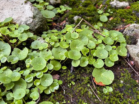 Macro detail of fresh green navelwort leaves in nature