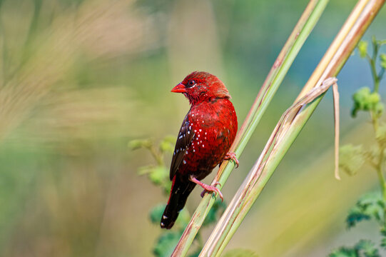 red cardinal on a branch